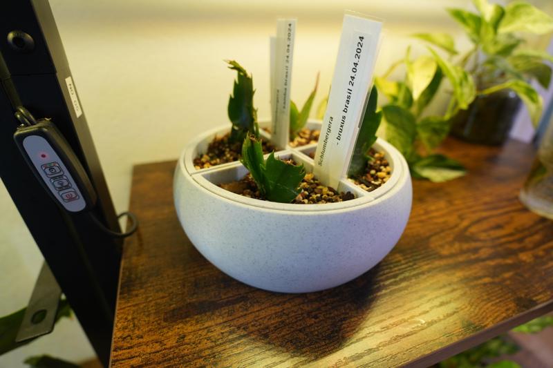 Small Potty with four Chambers