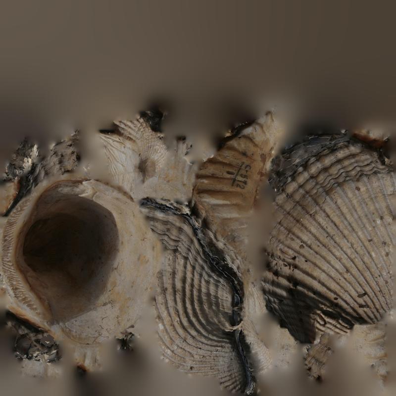Arcidae