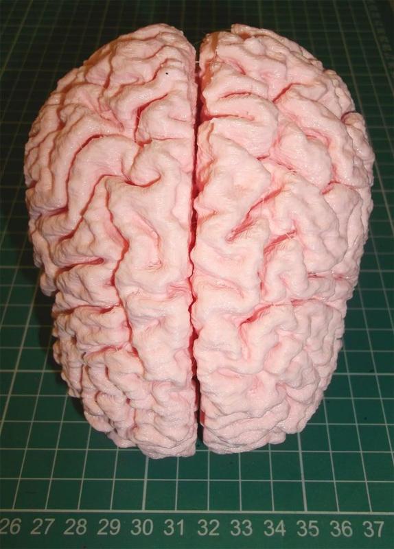 Human Brain