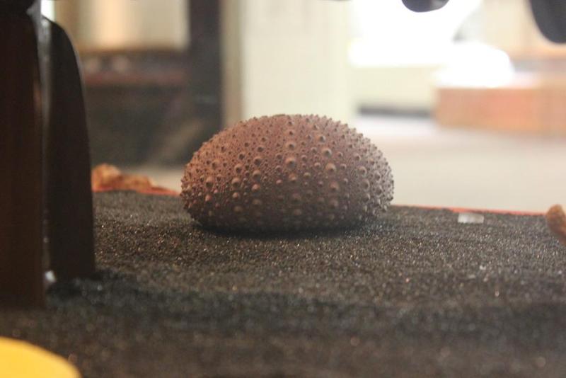 Sea Urchin