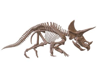 Eotriceratops: complete skeleton