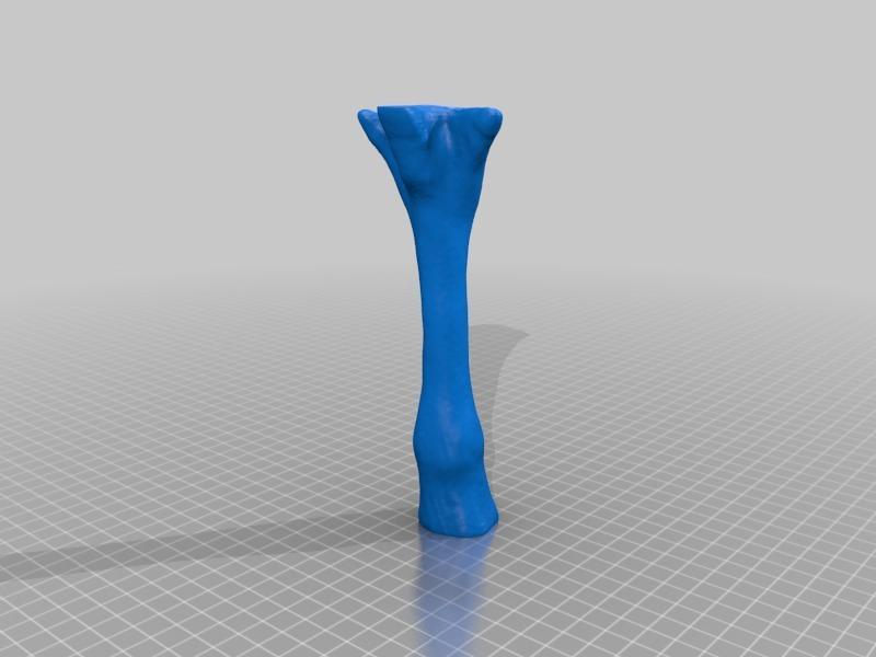 Fossil Horse Foot (Flesh Restored, Right Fore, Mesohippus/Oligocene)