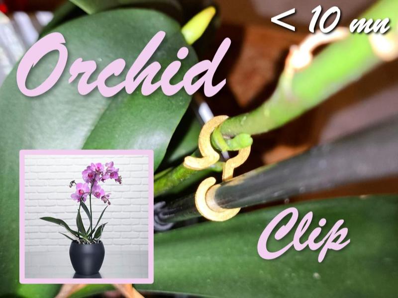 Orchid Clip