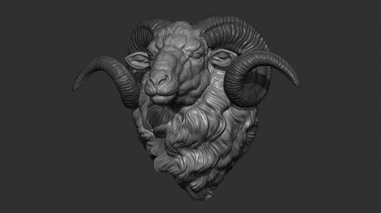 Ram sheep head