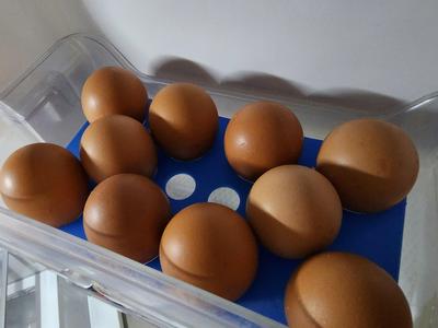 10 Eggs Tray