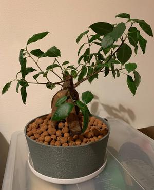 Simple Vase Bonsai