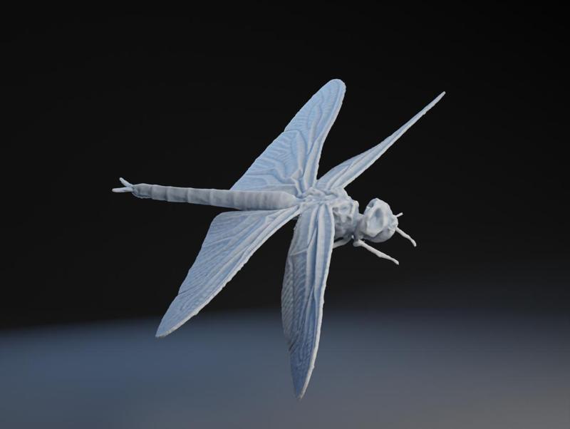 Globe Skimmer Dragonfly