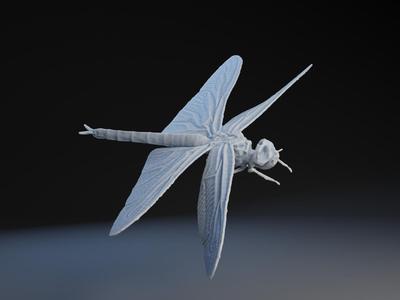 Globe Skimmer Dragonfly