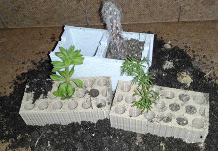 Brick pot. Seedbed