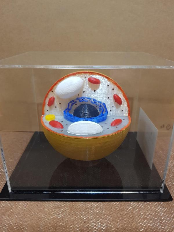 komórka grzybowa,  fungal cell