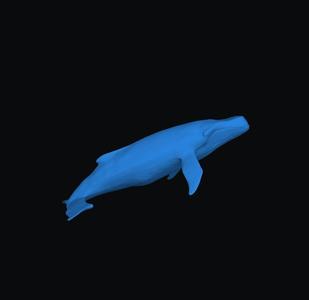 Whale