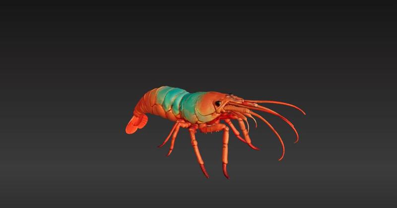 Wild Life Collection - Shrimp