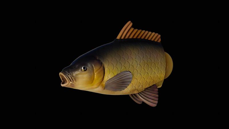 3D fish head fish carp / Cyprinus carpio keychain / pendant