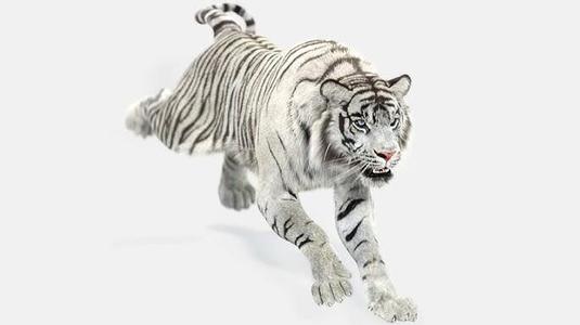 White Tiger on Minimalist Background 3D Stylized Mage