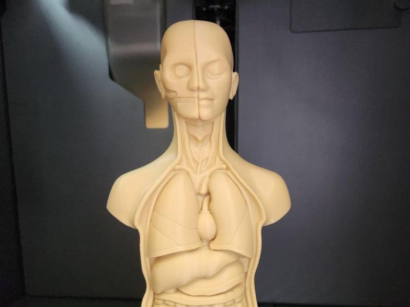 Human Torso Anatomy 