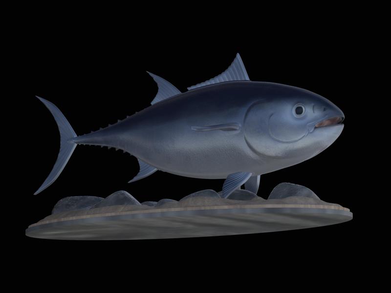 Atlantic bluefin tuna / Thunnus thynnus / Tuňák obecný  fish underwater statue detailed texture for 3d printing