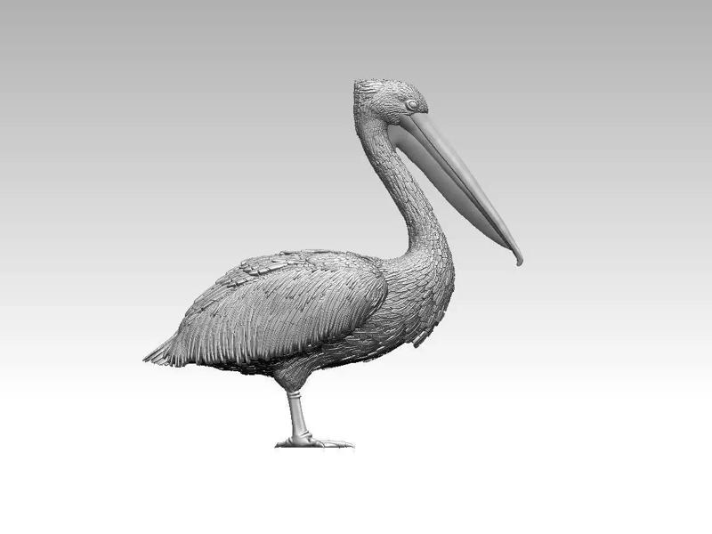 pelican