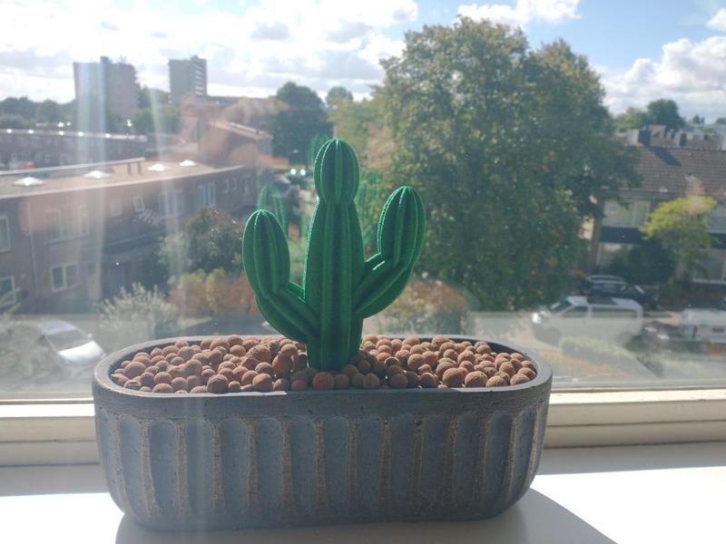 Cactus
