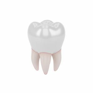 Charming Baby Tooth Model for 3D Printing | Educational Dental Anatomy & Cute Decor | Easy Print Figurine
