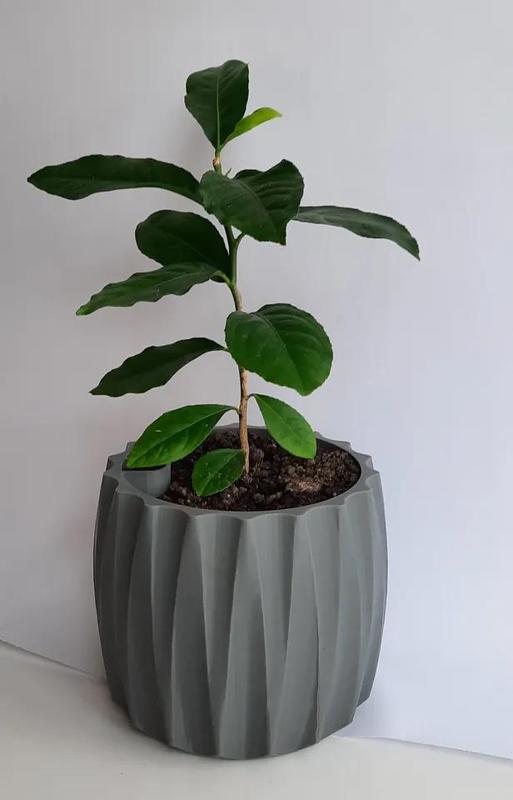 Self Watering Plant Pot   
