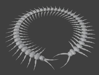 FLEXIBLE CENTIPEDE - ANIMAL FLEXIBLE