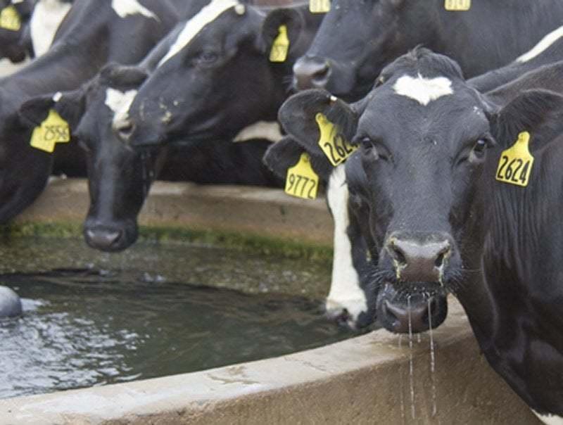 H0_Cows feeder Mangeoire Abrevoir