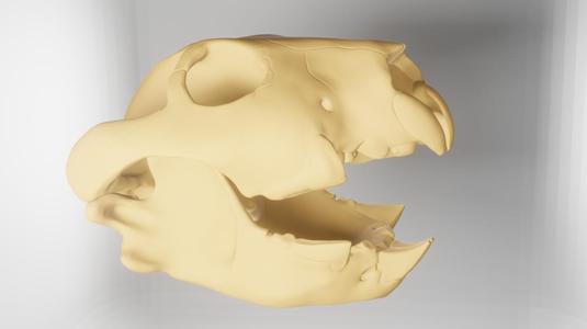 Thylacoleo carnifex 3D skull recreation