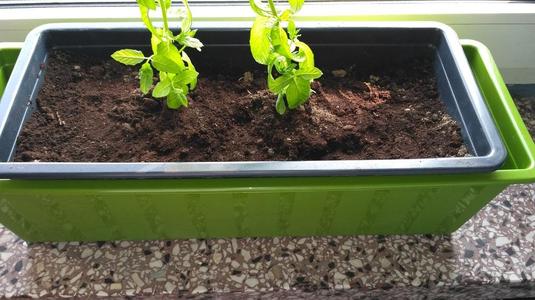 Self Watering Planter Box