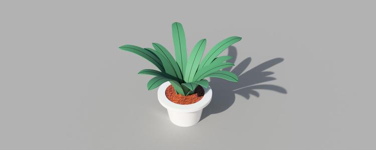bird's nest fern plant
