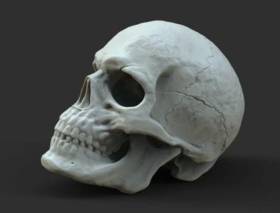 Male Skull