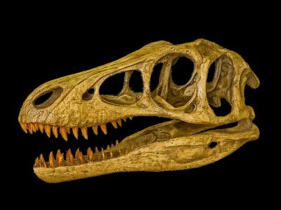 Velociraptor skull - Jurasic Park 