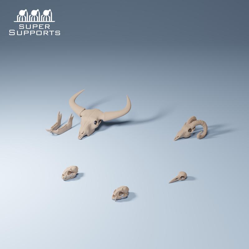 Animal skulls group 1