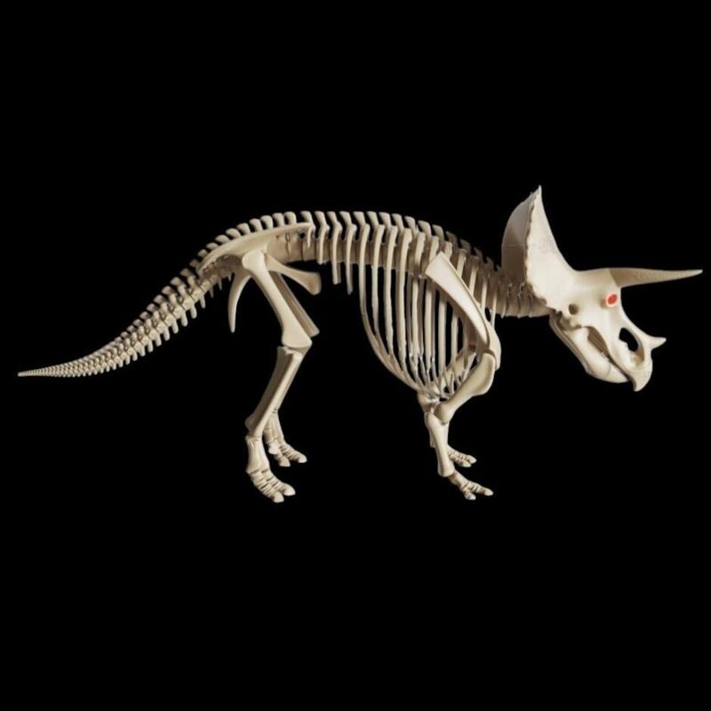 Triceratops skeleton