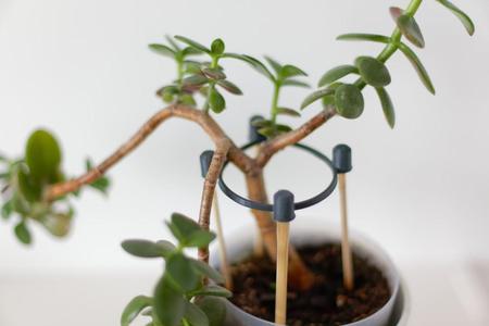 Flower supports with sushi chopsticks