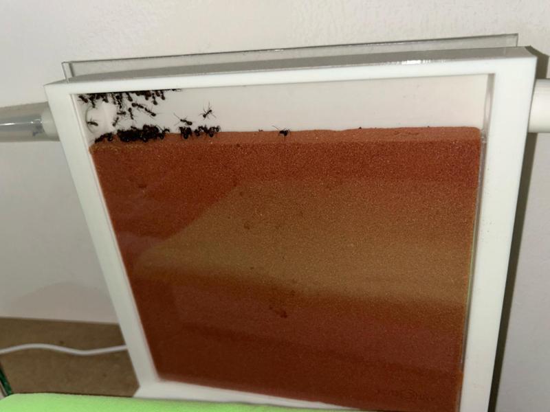 Standing Formicarium