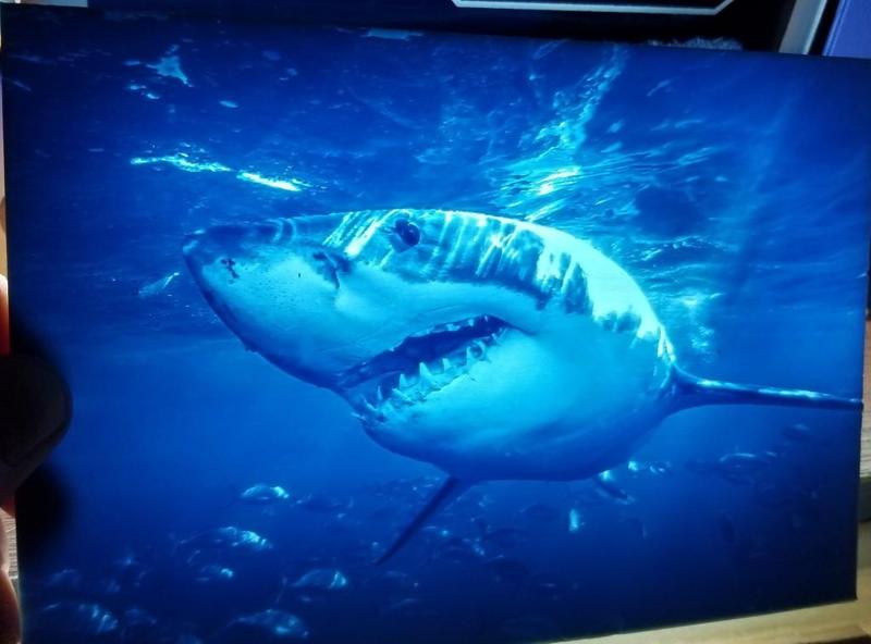 Shark Lithophane