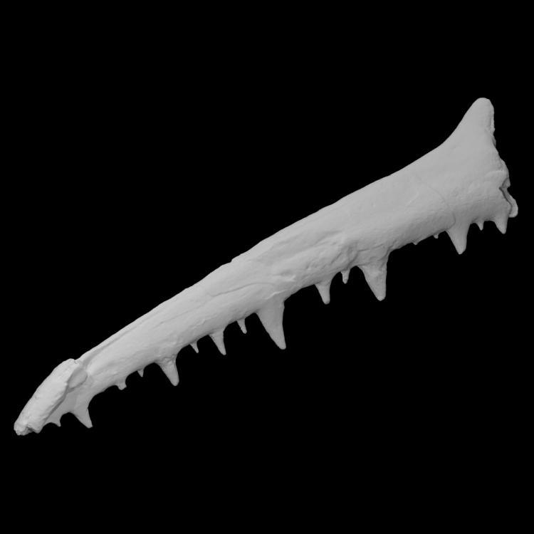 Pelagornis chilensis left mandibular branch