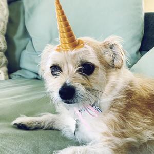 PET UNICORN HORN