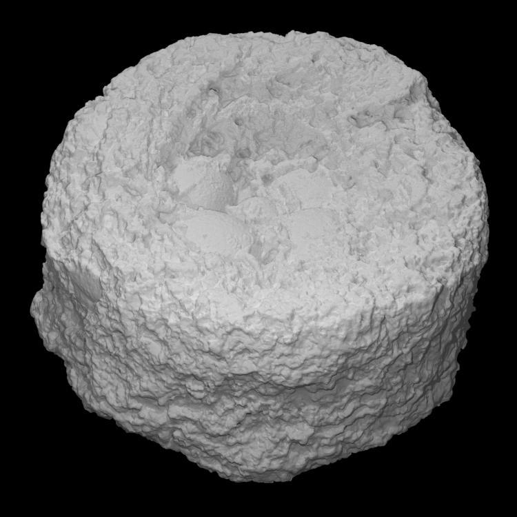 Petrified Bird’s Nest