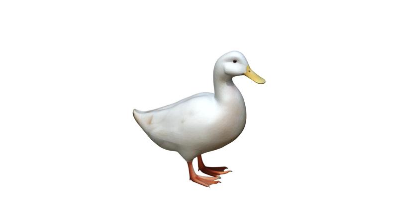 Domestic duck