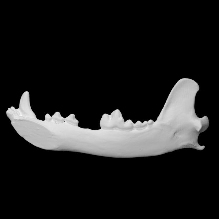Lower Jaw Bone