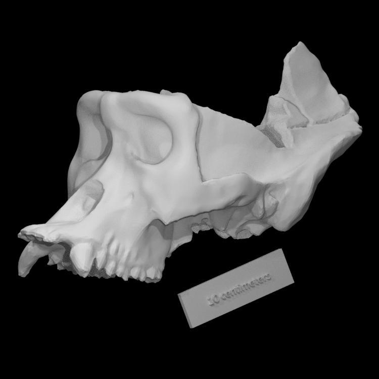 Autopsied Gorilla Skull