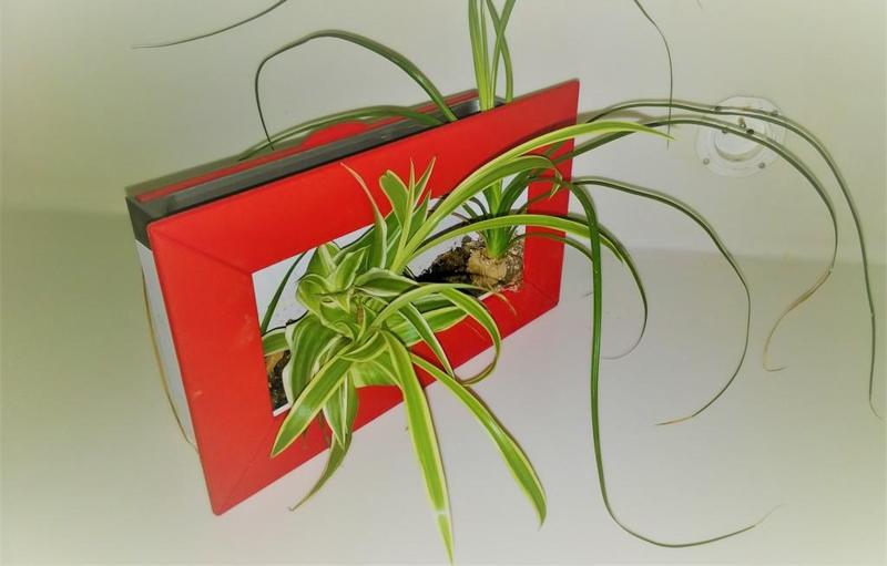 Plant frame (self-watering)