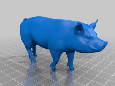 pig
