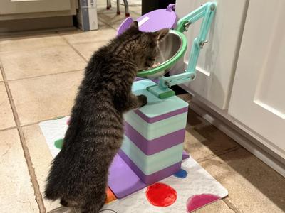 FeedME (Cat Megaesophagus Feeder)