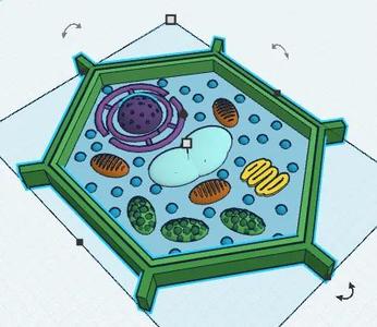 plant cell   