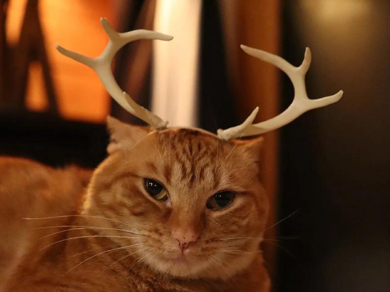 Cat Sized Antlers   