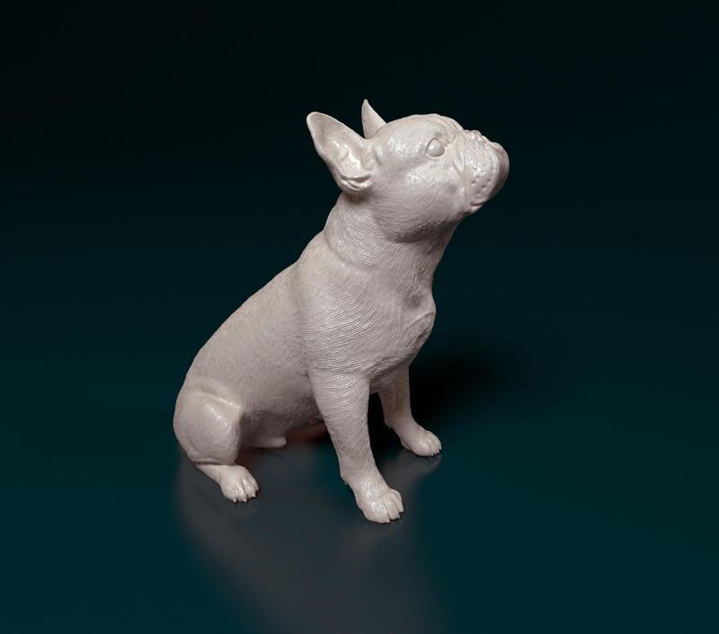 French bulldog