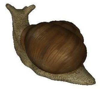 Snail
