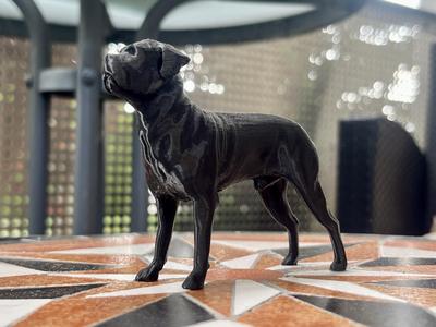 Cane Corso Mastiff Molosser Mastino Dane Dog Sculpture